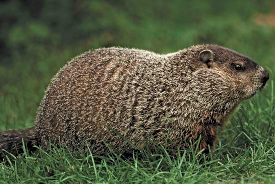 Groundhog Claws