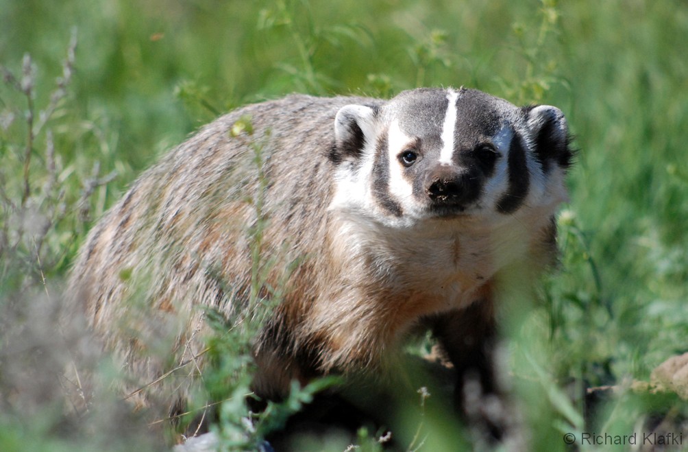 Identification (Ontario Badgers)